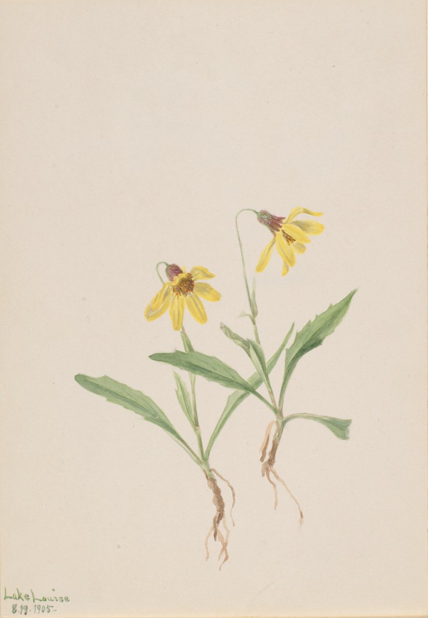 Lake Louise Arnica (Arnica louisiana) tekijältä Mary Vaux Walcott