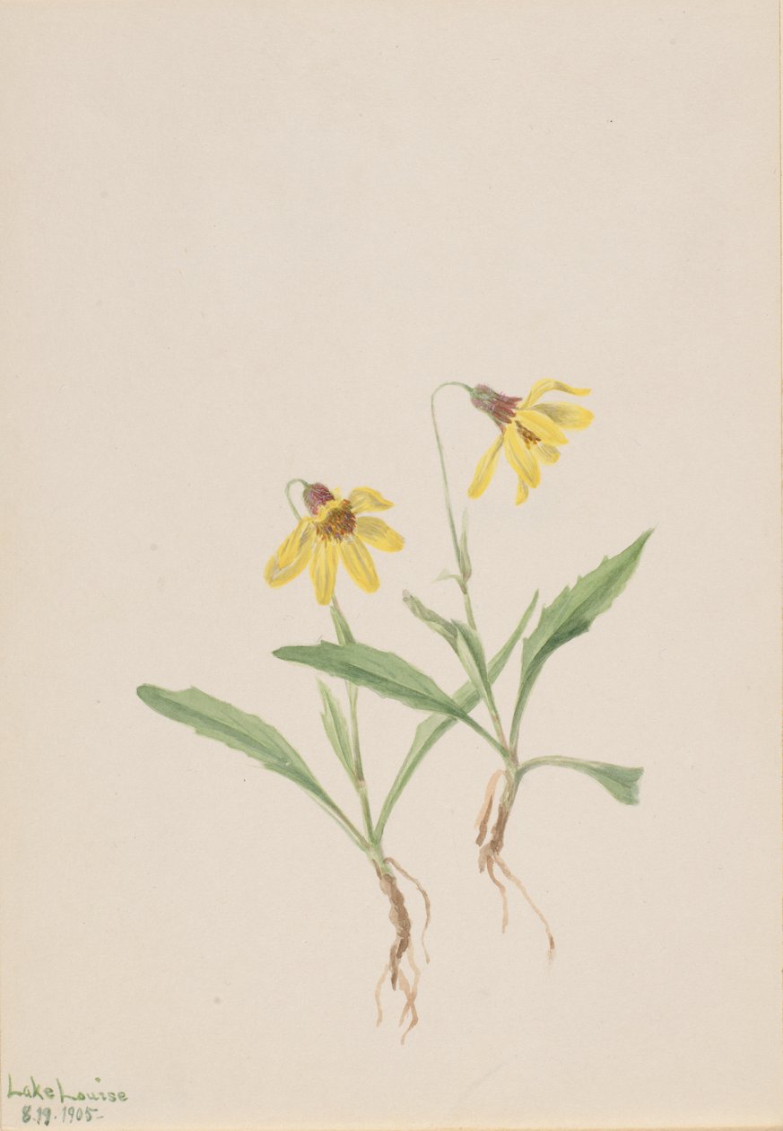 Lake Louise Arnica Arnica louisiana, 1905. tekijältä Mary Vaux Walcott