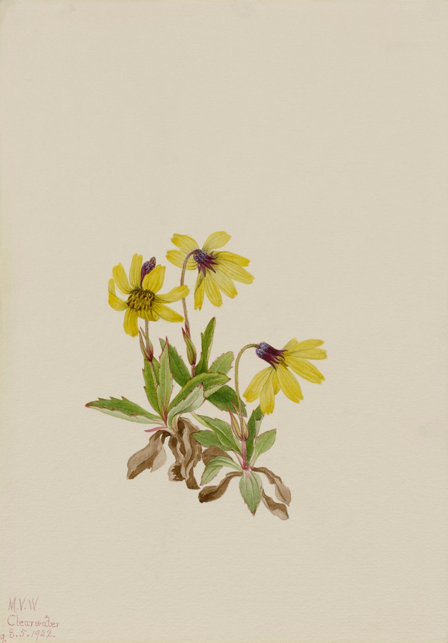 Lake Louise Arnica Arnica louisiana, 1922. tekijältä Mary Vaux Walcott