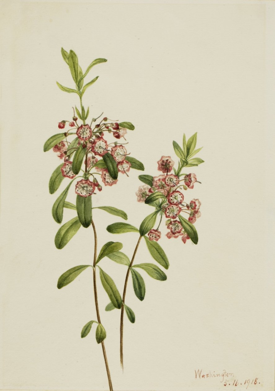 Lammasruoho (Kalmia angustifolia) tekijältä Mary Vaux Walcott