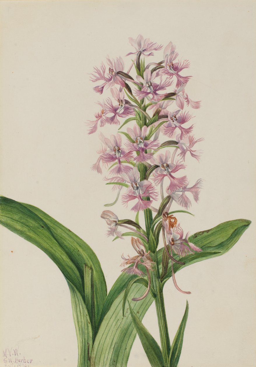 Suuri Purppura Fringe-Orchid (Habenaria grandiflora) tekijältä Mary Vaux Walcott