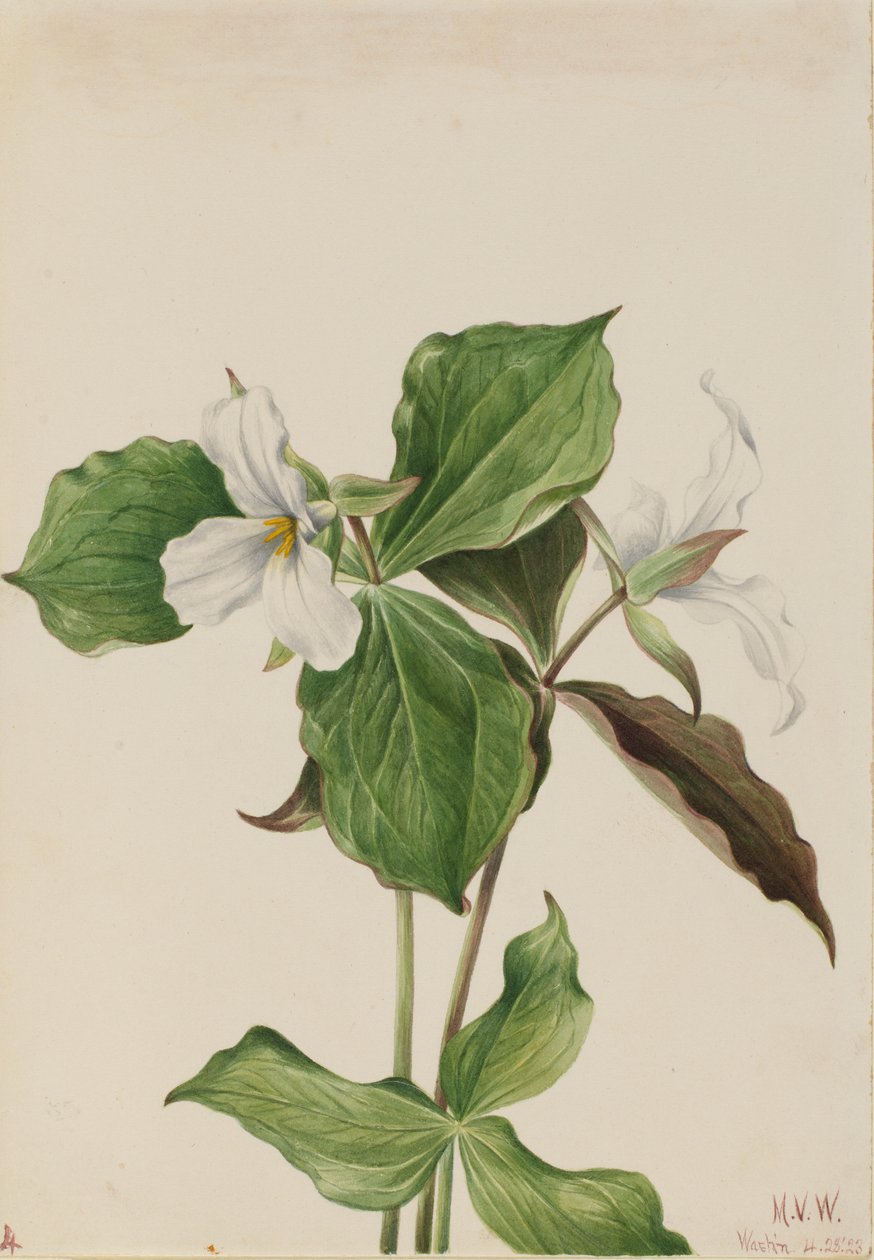 Suuri Valkoinen Trillium (Trillium grandiflorum) tekijältä Mary Vaux Walcott