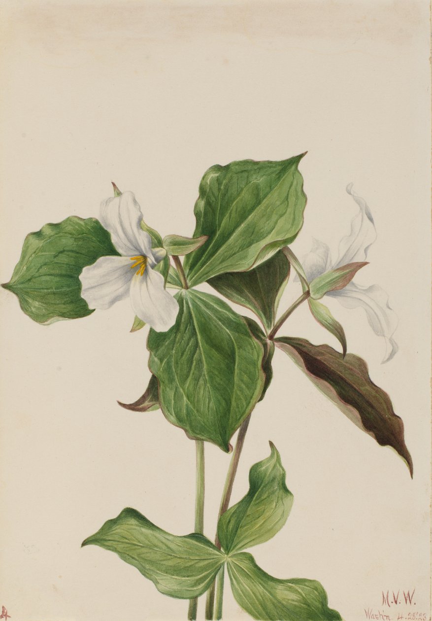 Suuri valkoinen trillium Trillium grandiflorum, 1923. tekijältä Mary Vaux Walcott