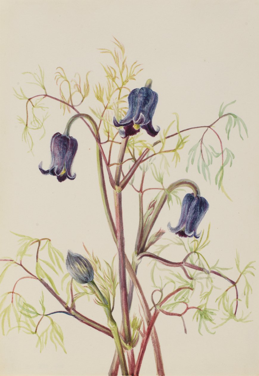 Leather Flower Clematis hirsutissima, n. 1930-luku. tekijältä Mary Vaux Walcott