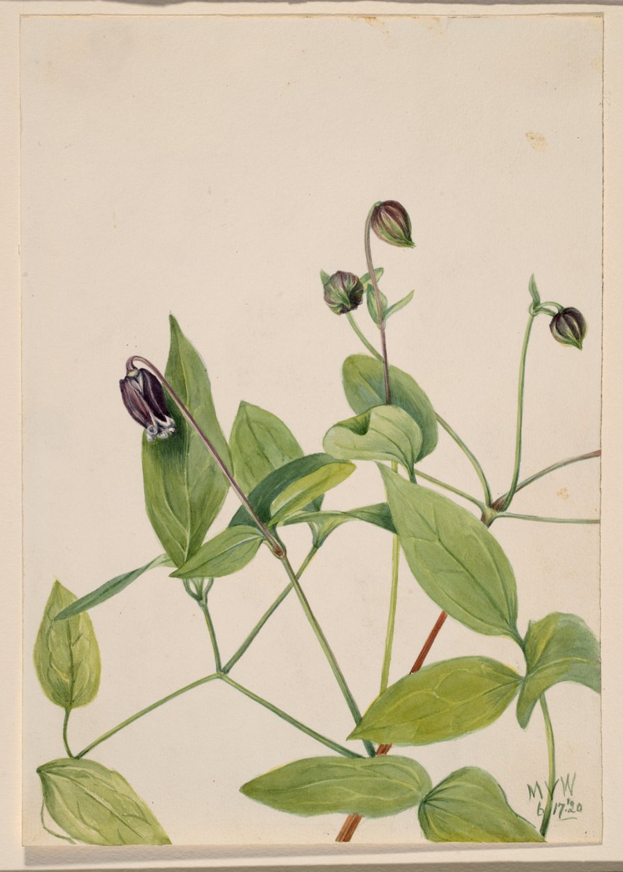 Nahkakukka Clematis viorna, 1920. tekijältä Mary Vaux Walcott