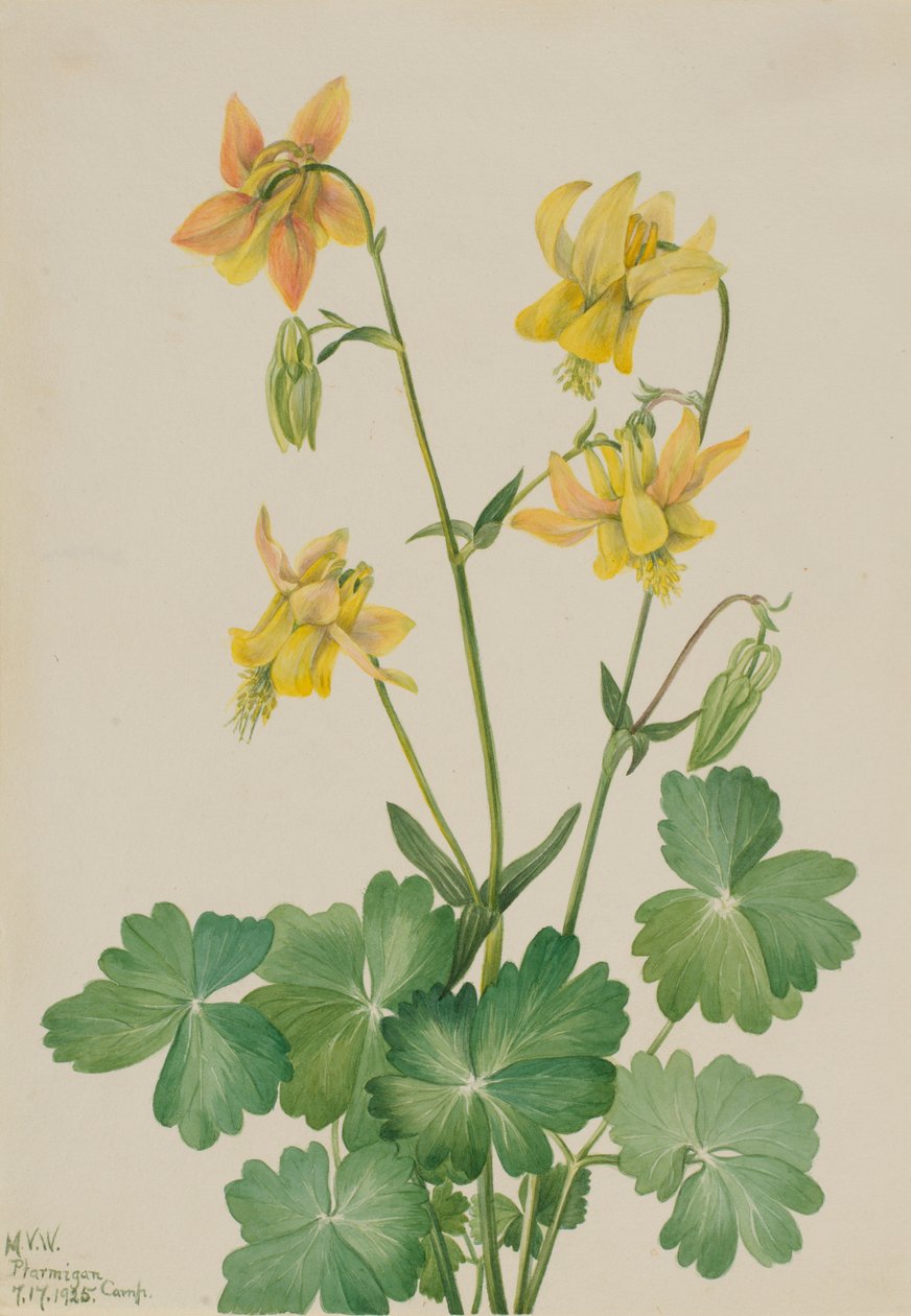 Sitruunakolumbiini (Aquilegia flavescens) tekijältä Mary Vaux Walcott