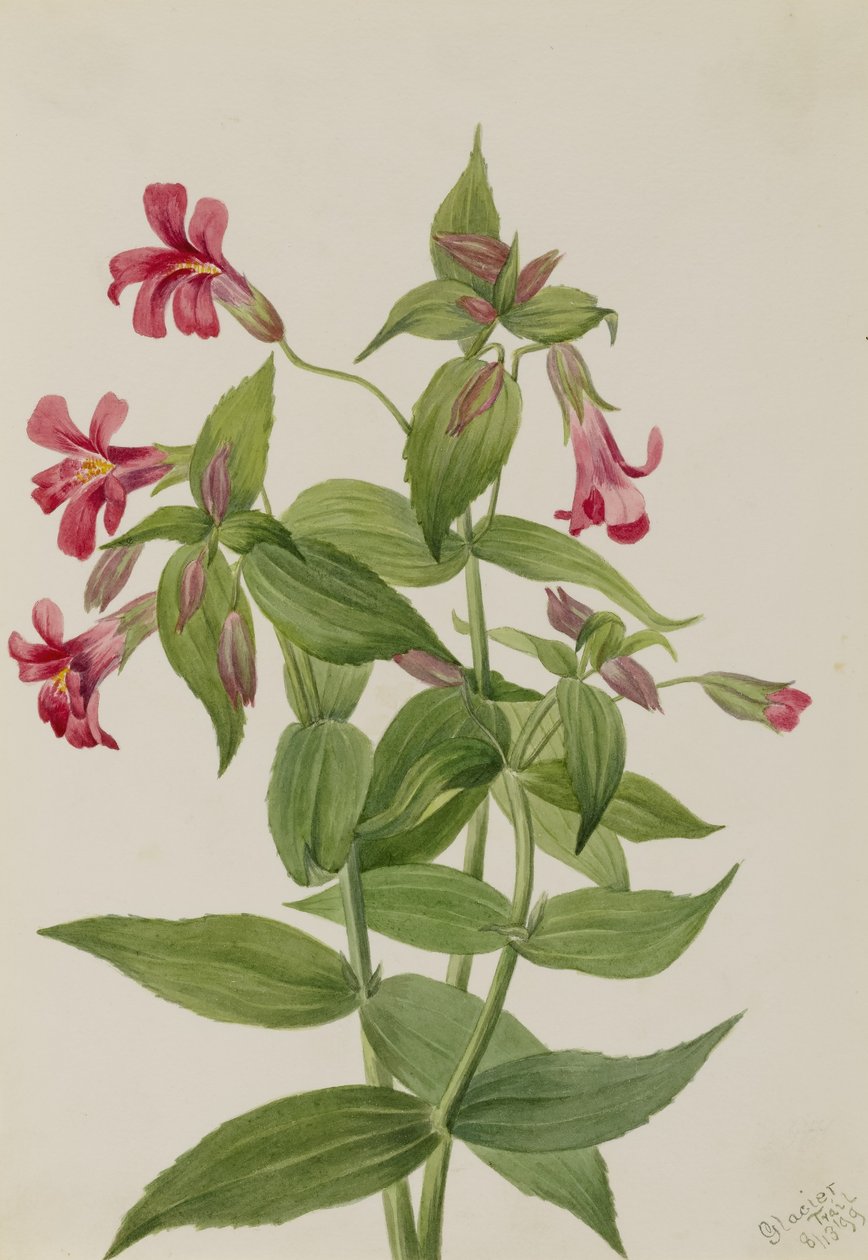 Lewis Apinan Kukka (Mimulus lewisii) tekijältä Mary Vaux Walcott
