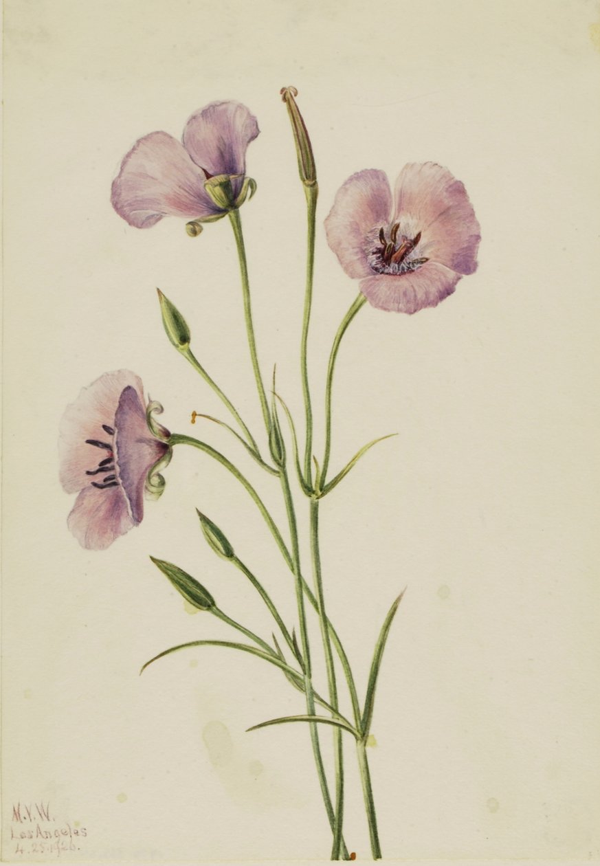 Lilac Mariposa (Calochortus splendens) tekijältä Mary Vaux Walcott