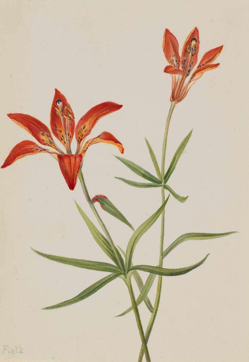 Lilja (Lilium montanum) tekijältä Mary Vaux Walcott