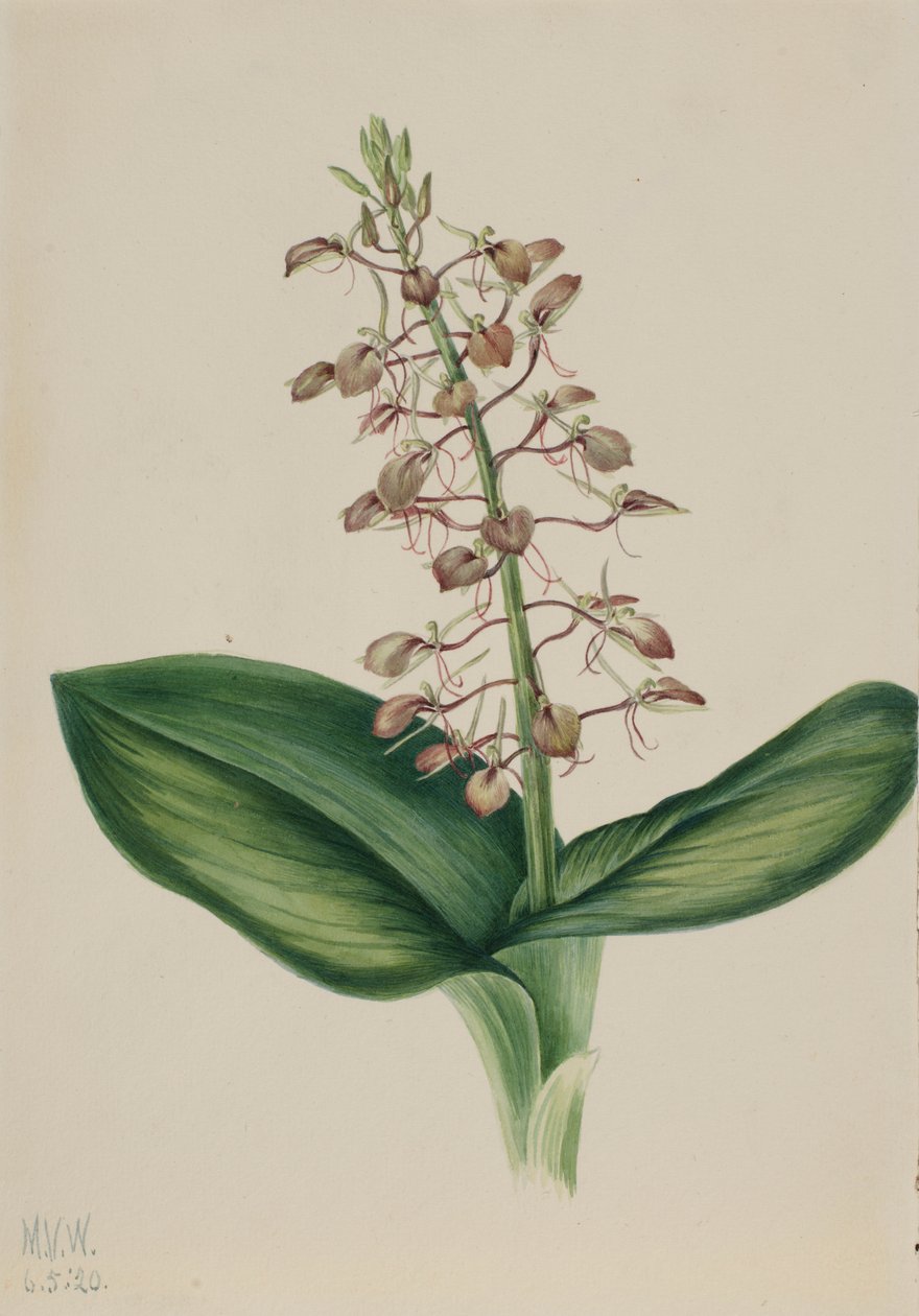 Lilja Twayblade (Liparis liliifolia) tekijältä Mary Vaux Walcott