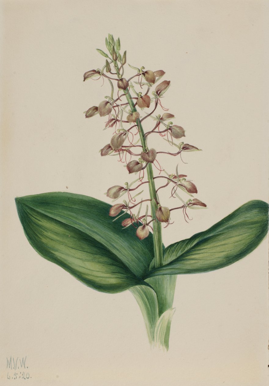 Lily Twybulade Liparis liliifolia, 1920. tekijältä Mary Vaux Walcott