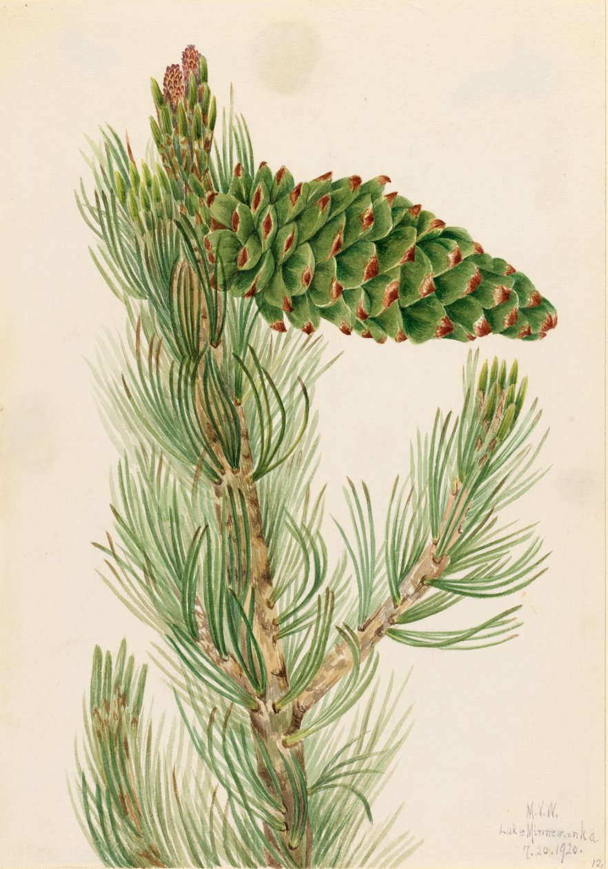 mänty (Pinus flexilis) tekijältä Mary Vaux Walcott