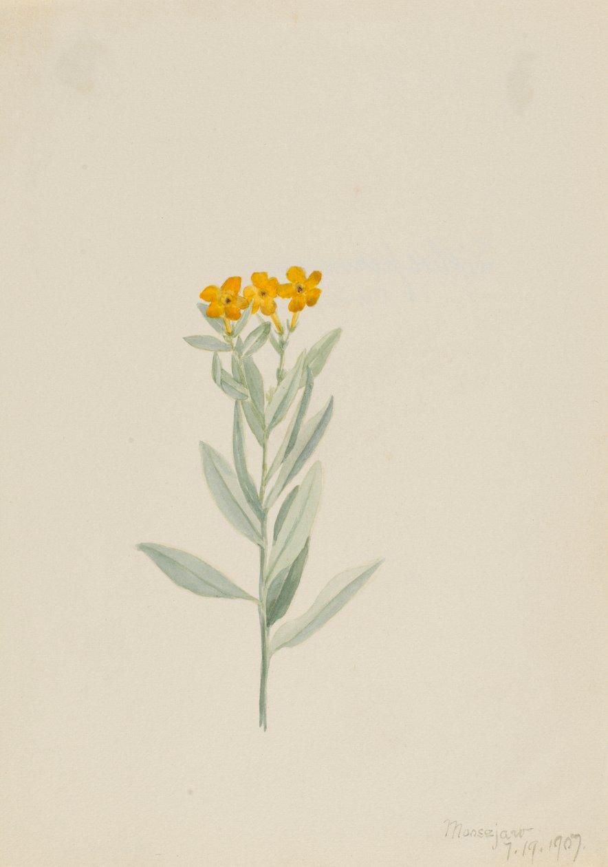 Lithospermum canescens tekijältä Mary Vaux Walcott
