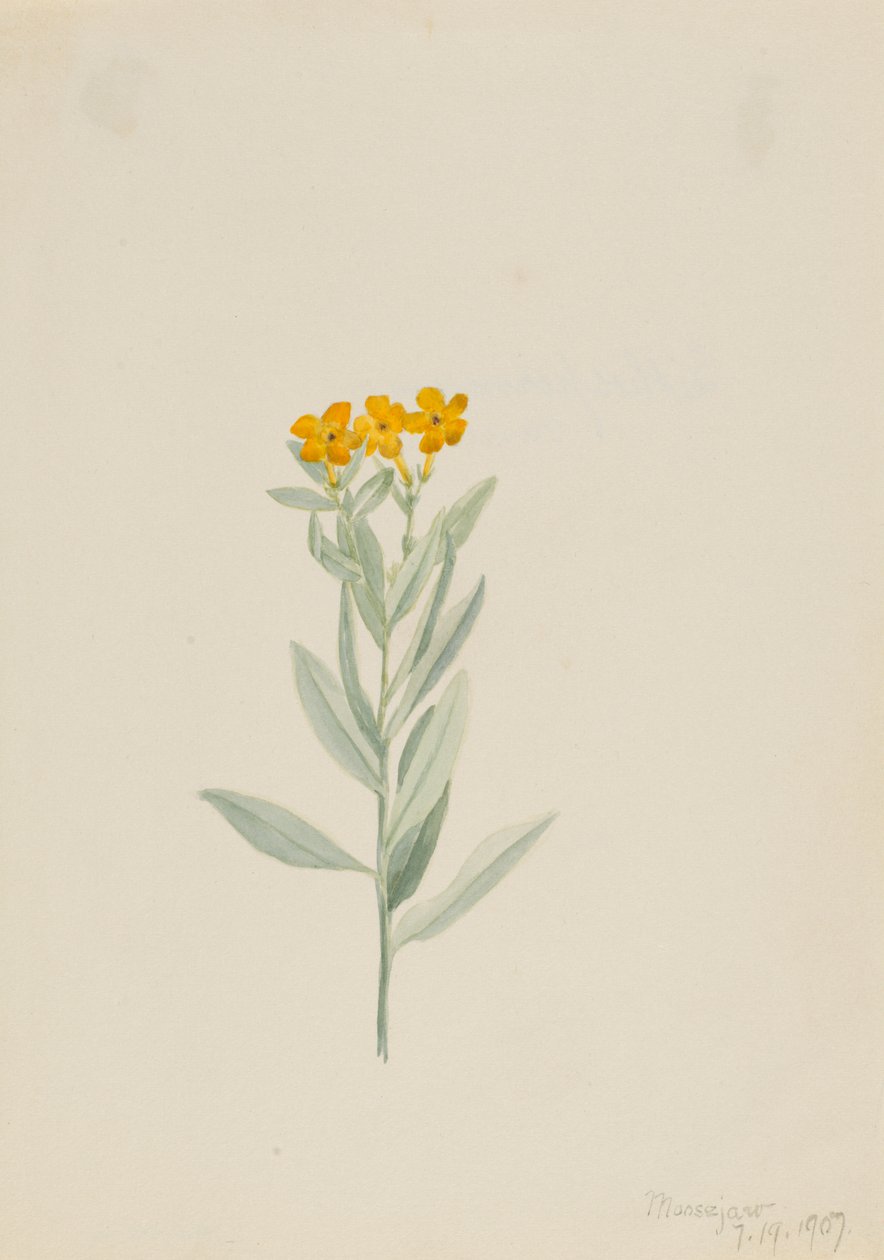 Lithospermum canescens, 1907. tekijältä Mary Vaux Walcott