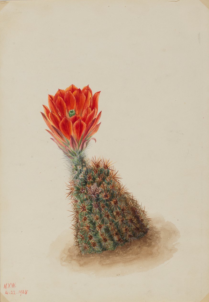 Lloydin mansikkakaktus (Echinocereus lloydii) tekijältä Mary Vaux Walcott
