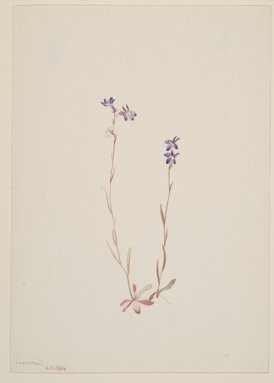 Lobelia Kalmii tekijältä Mary Vaux Walcott