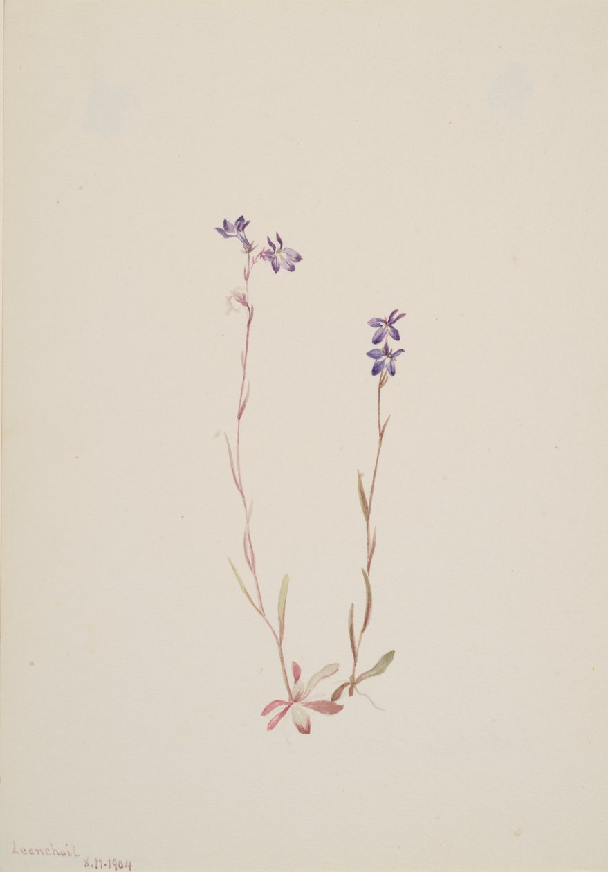 Lobelia Kalmii, 1904. tekijältä Mary Vaux Walcott