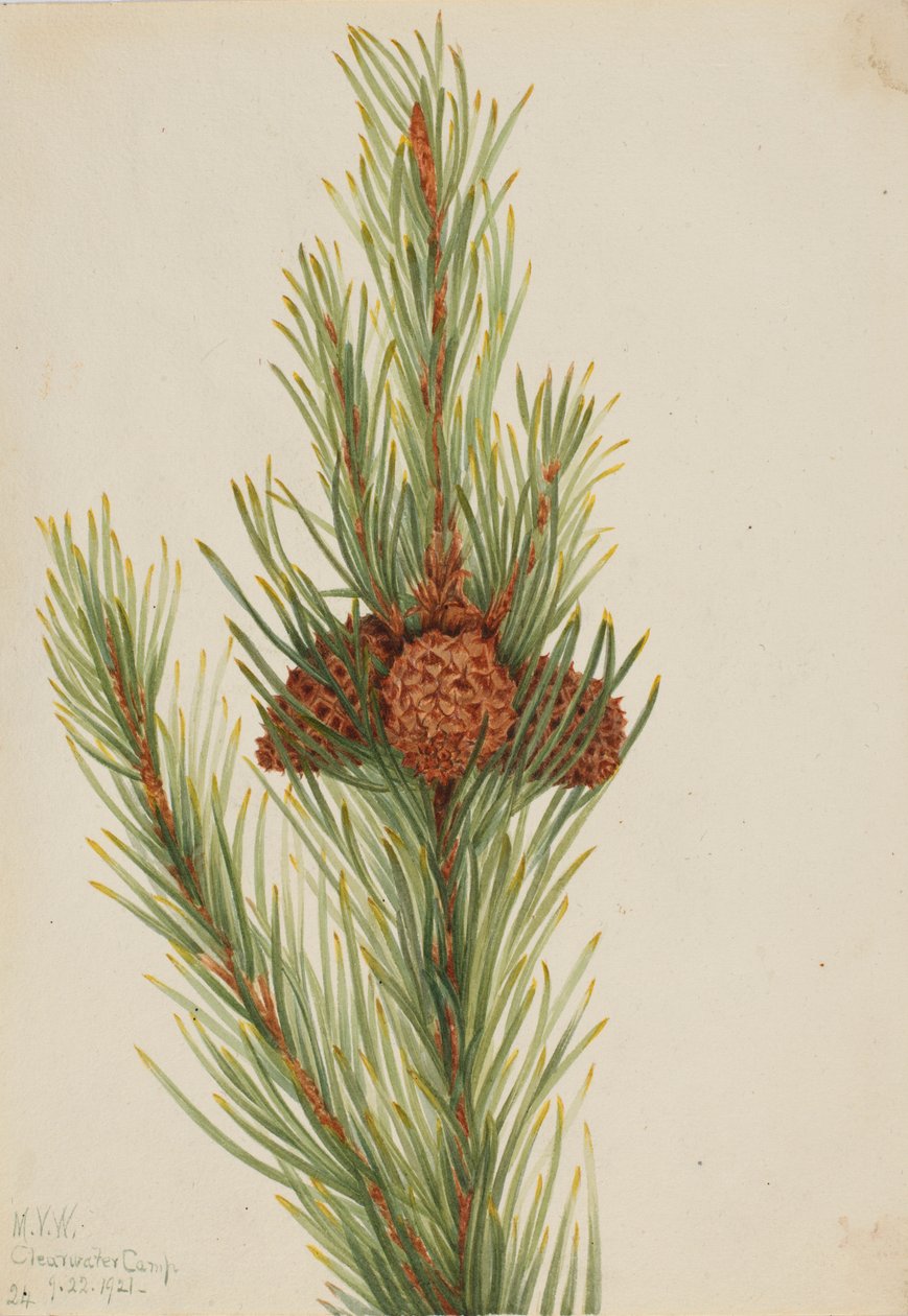 mänty (Pinus Contorta murrayana) tekijältä Mary Vaux Walcott