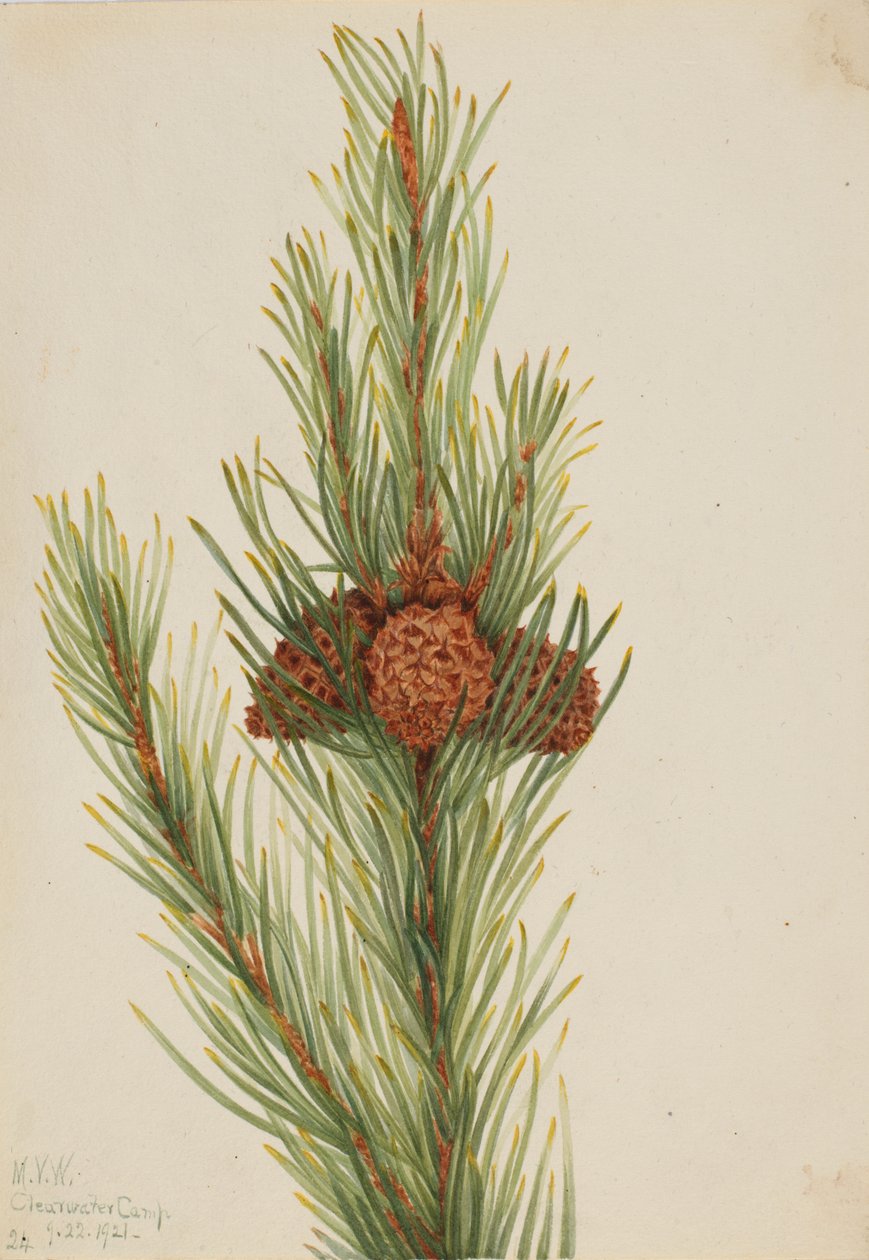 Lodgepole Pine Pinus Contorta murrayana, 1921. tekijältä Mary Vaux Walcott