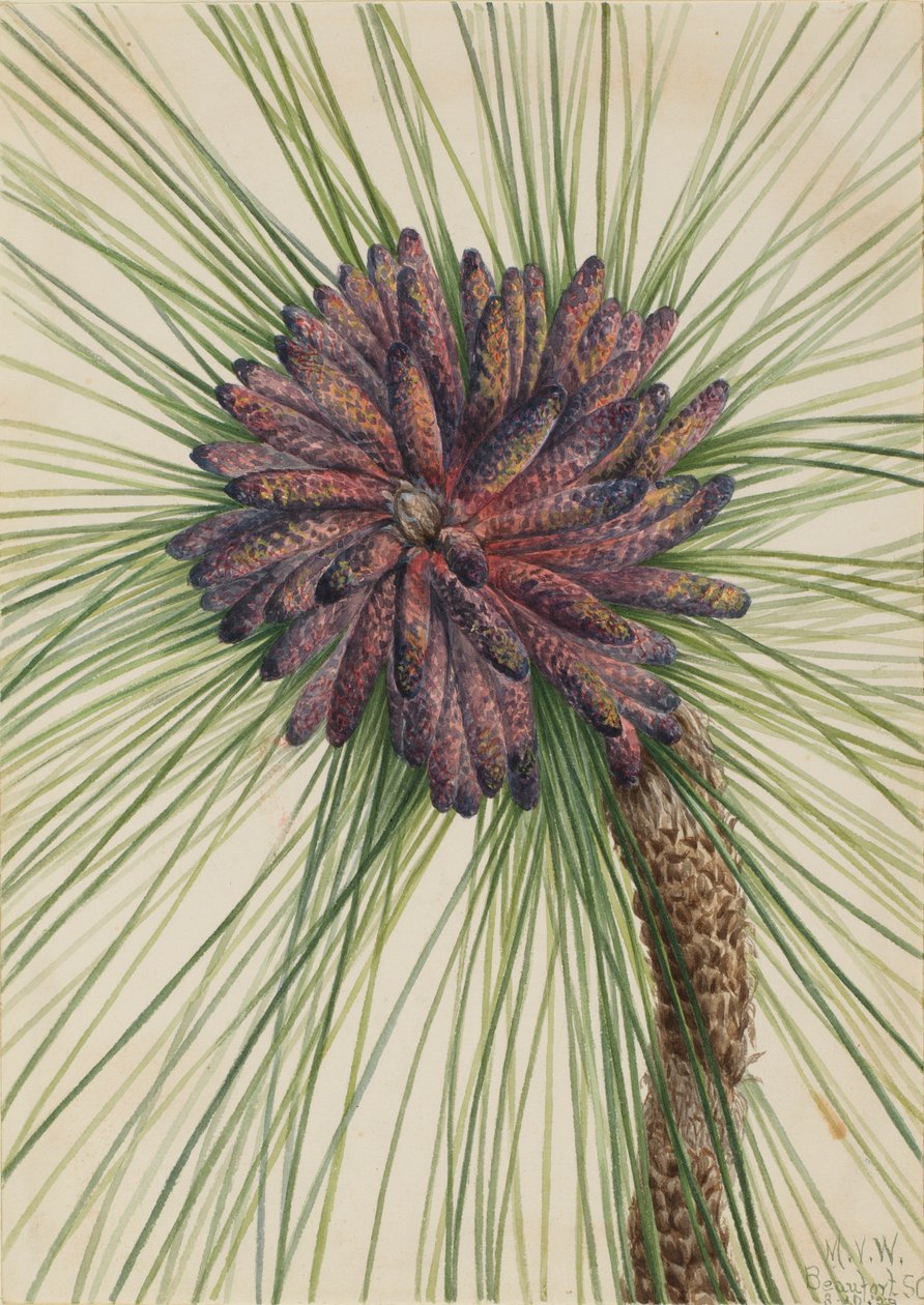 Pitkänlehtimänty (Pinus palustris) tekijältä Mary Vaux Walcott