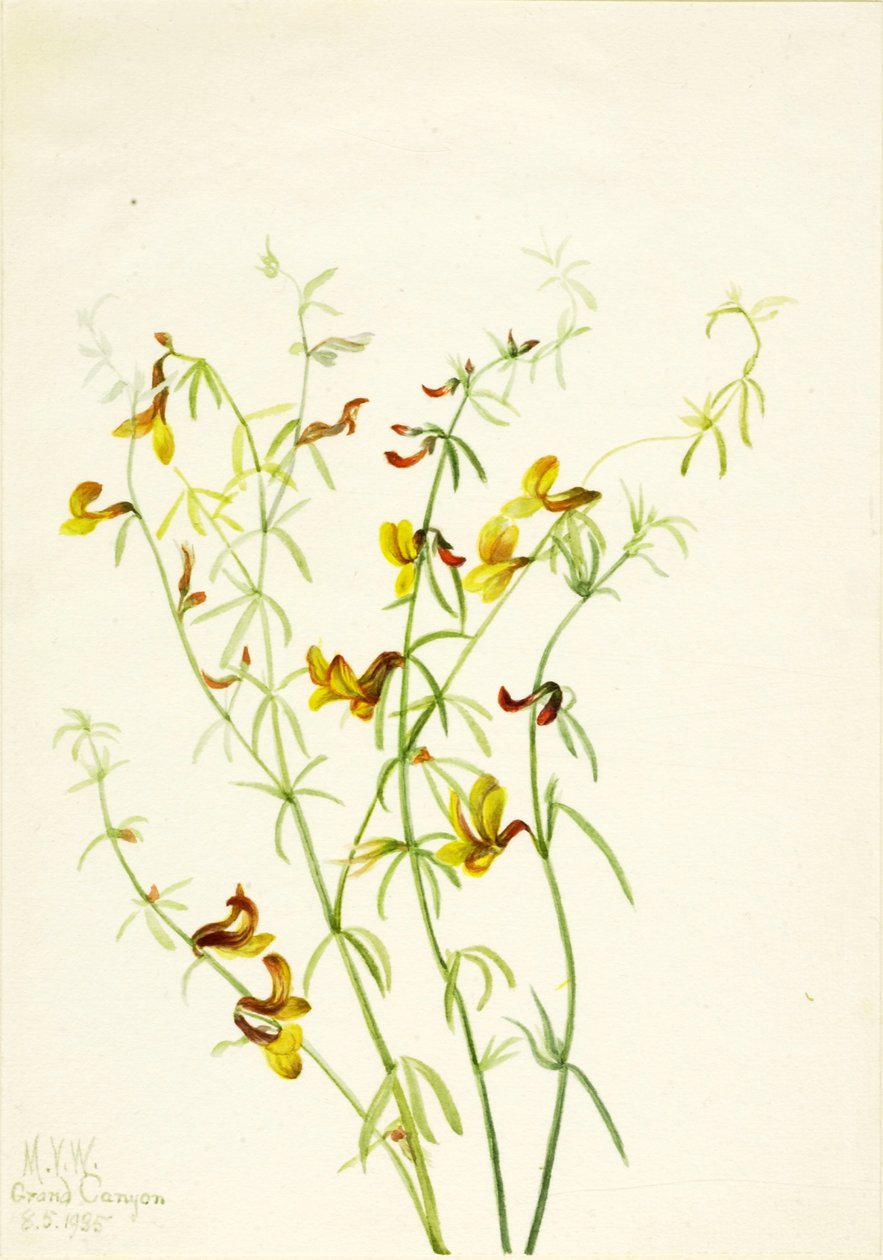 Lotus puberulus tekijältä Mary Vaux Walcott