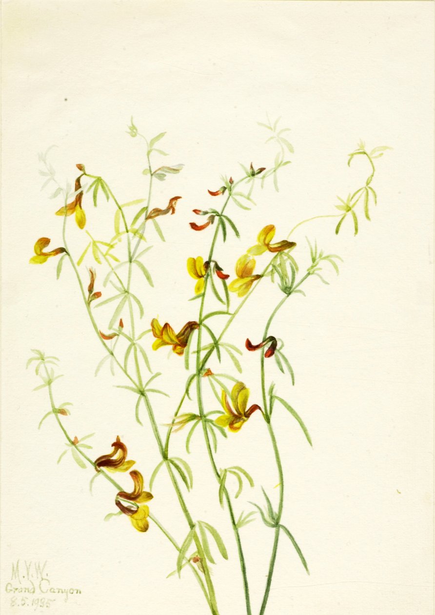 Lotus puberulus, 1935. tekijältä Mary Vaux Walcott