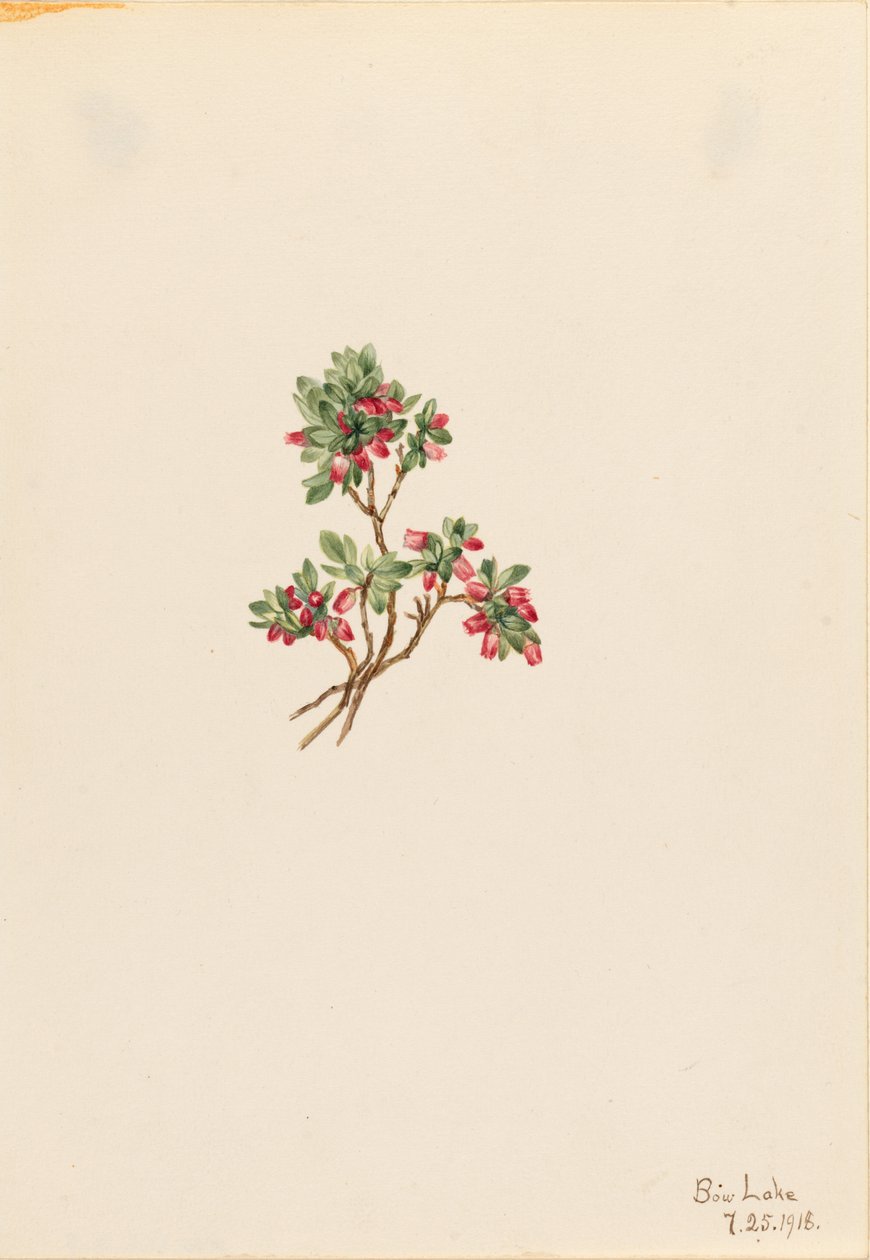Matala pensasmustikka (Vaccinium caespitosum) tekijältä Mary Vaux Walcott
