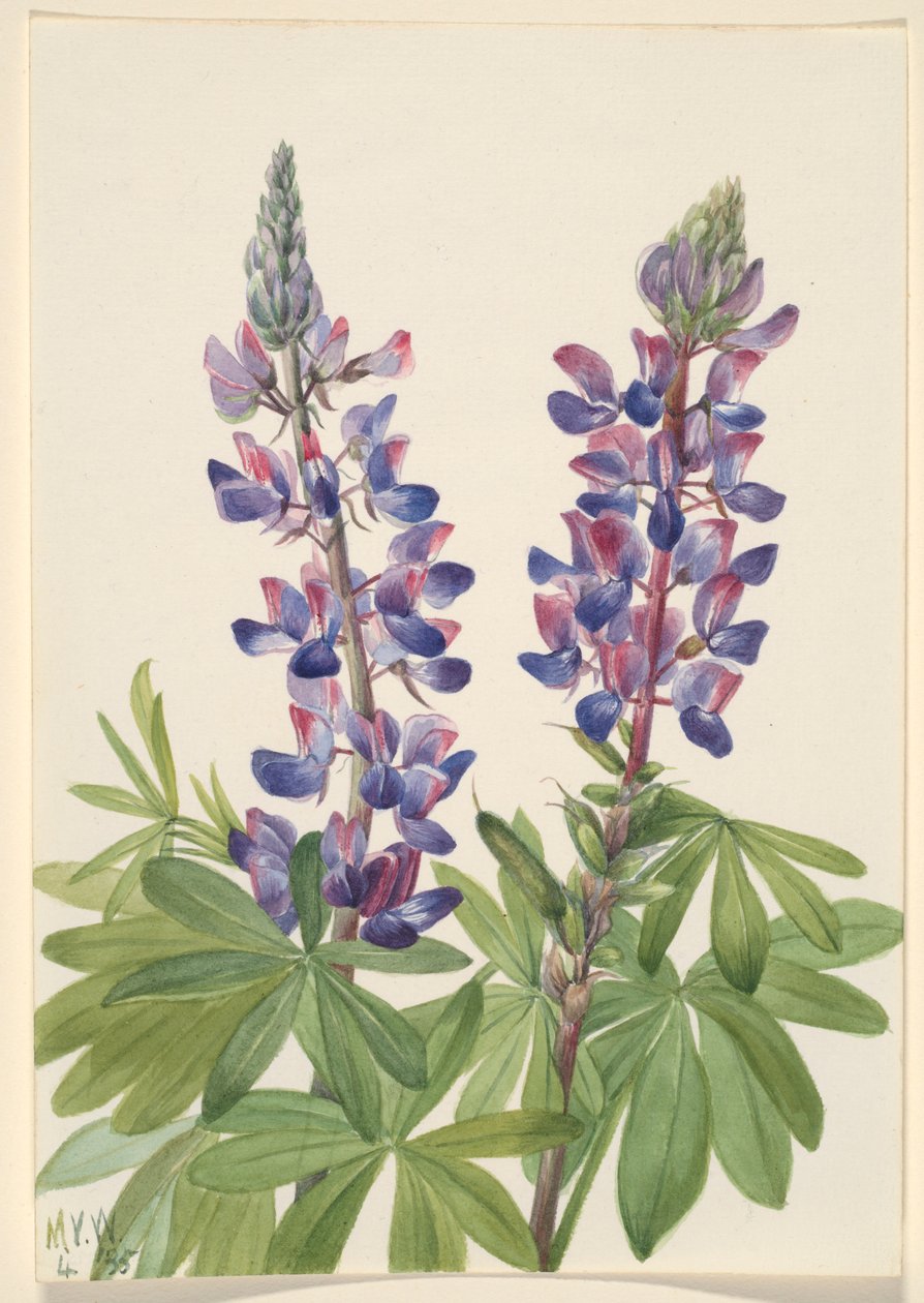Lupiini (Lupinus fornosus) tekijältä Mary Vaux Walcott