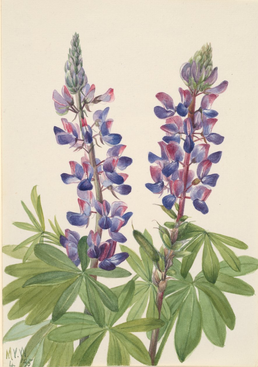 Lupiini Lupinus fornosus, 1935. tekijältä Mary Vaux Walcott
