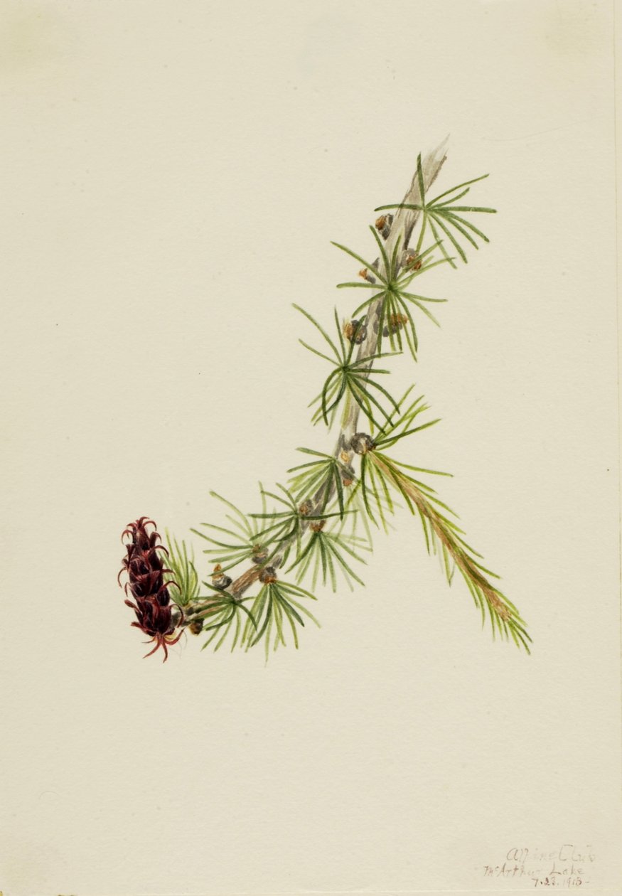 Lyall Larch (Larix lyallii) tekijältä Mary Vaux Walcott
