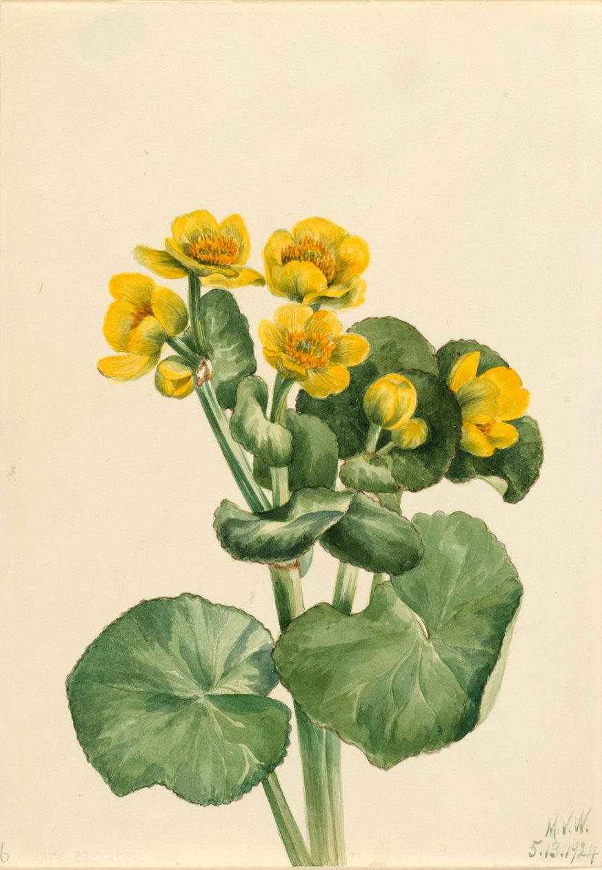 Suon kehäkukka (Caltha palustris) tekijältä Mary Vaux Walcott