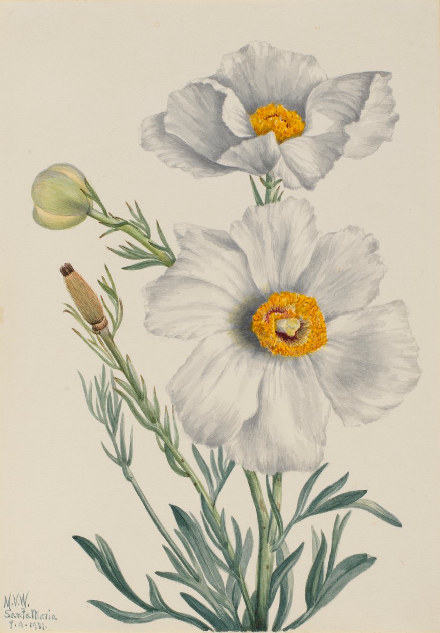 Matilija unikko (Romneya coulteri) tekijältä Mary Vaux Walcott
