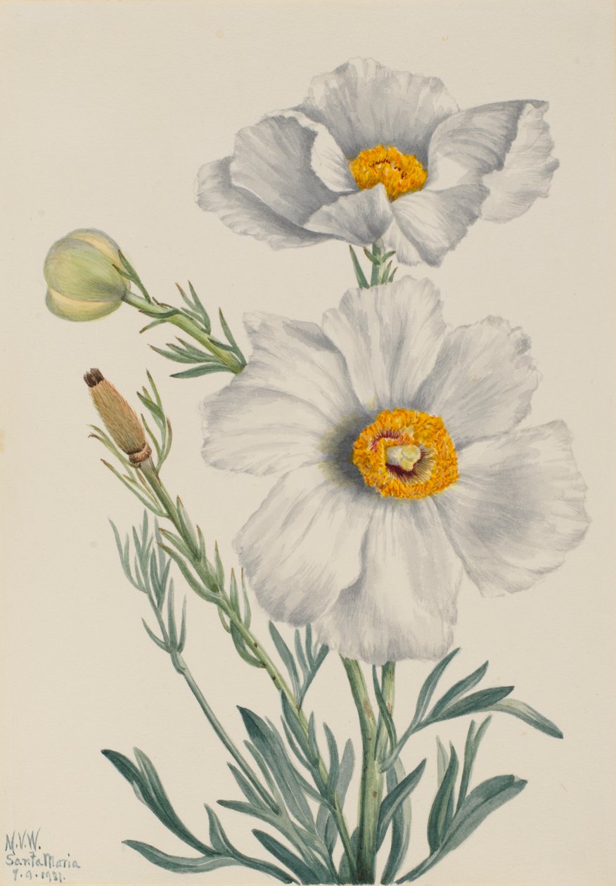 Matilija Poppy Romney coulteri, 1931. tekijältä Mary Vaux Walcott