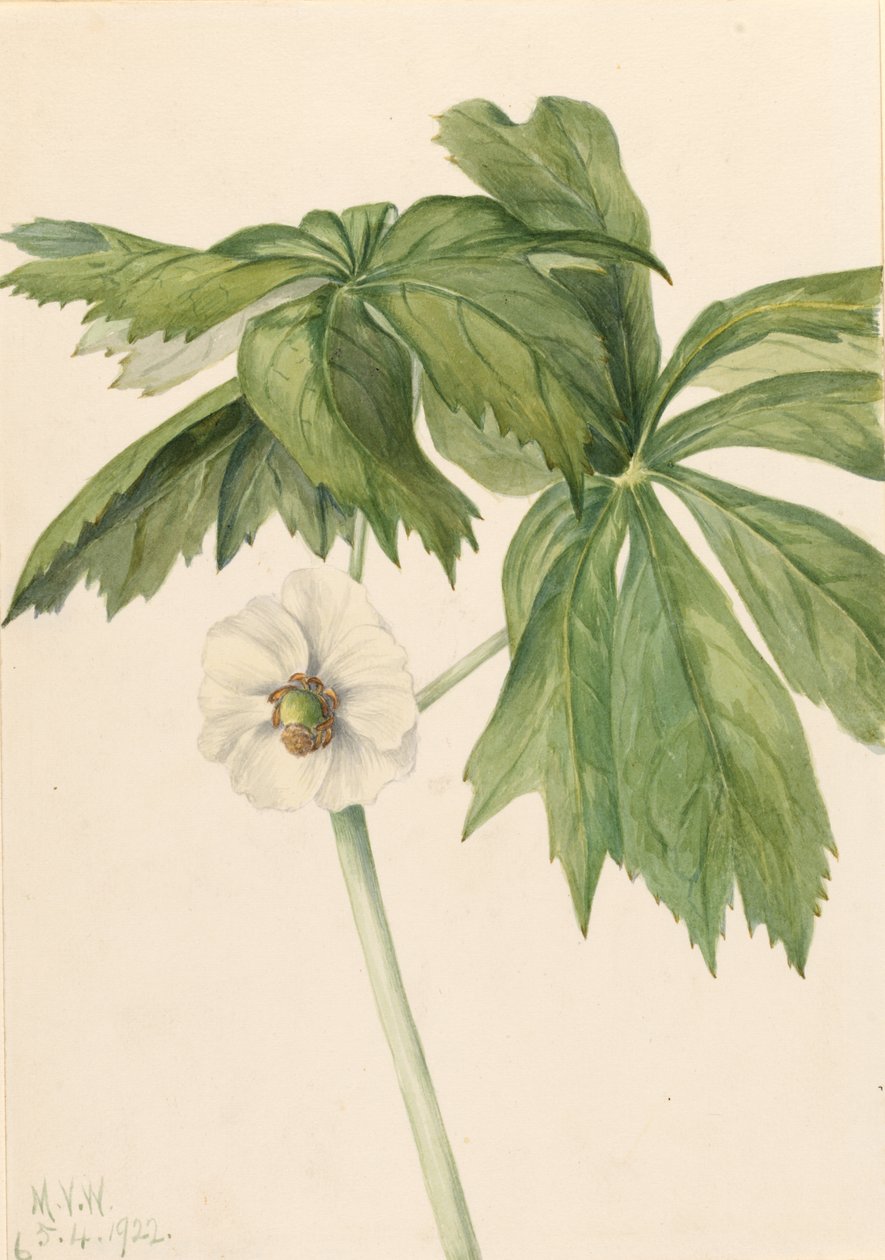 Omena (Podphyllum paltatum) tekijältä Mary Vaux Walcott