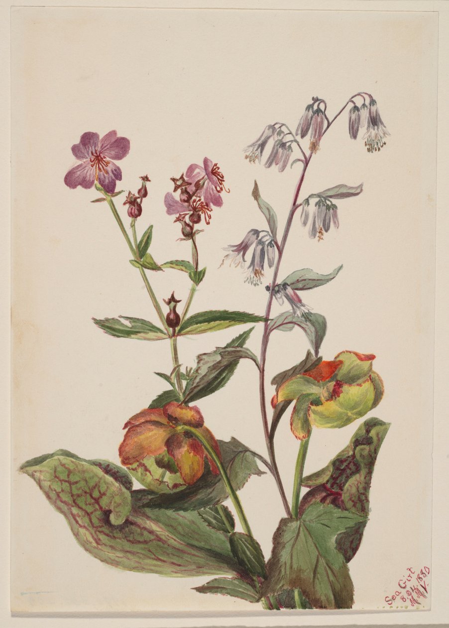 Niittykaunotar (Rhexia virginica), Kalkkarokäärmeen kauris (Nabalus albus), Kannukasvi (Sarracenia purpurea). tekijältä Mary Vaux Walcott