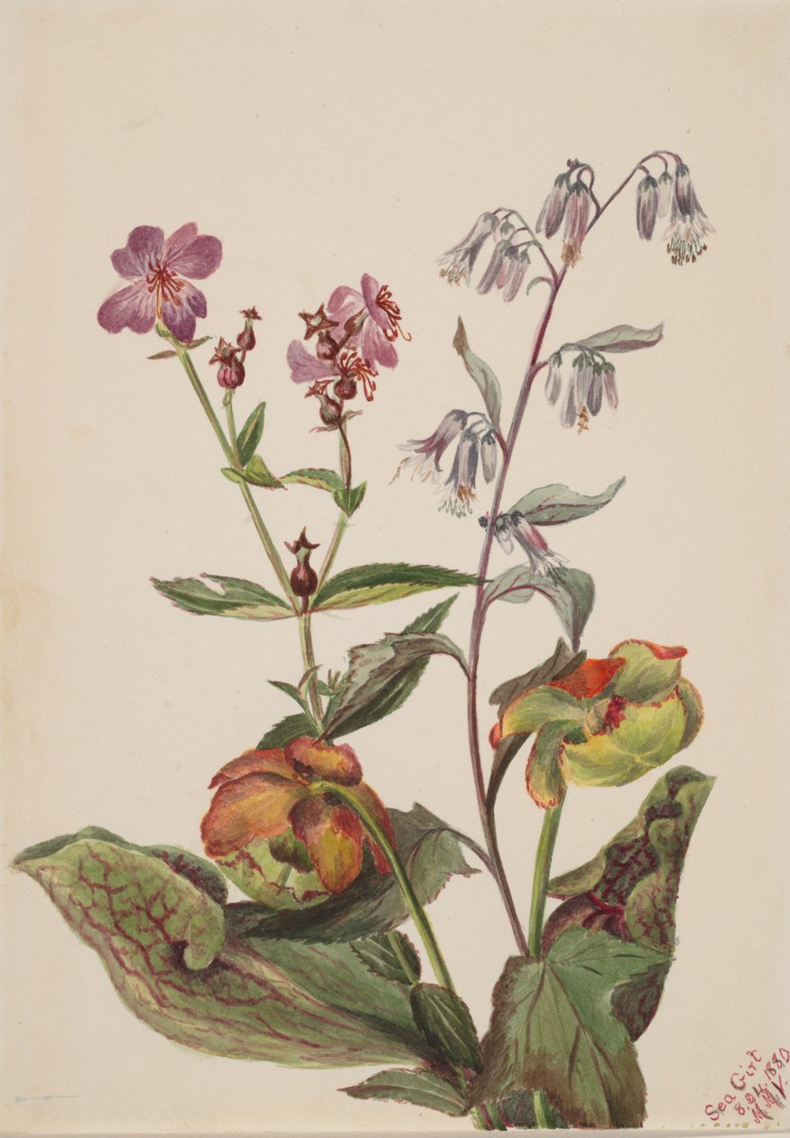 Meadow Beauty Rhexia virginica, Rattlesnake Roat Nabalus albus, Pitcherplant..., 1880. tekijältä Mary Vaux Walcott