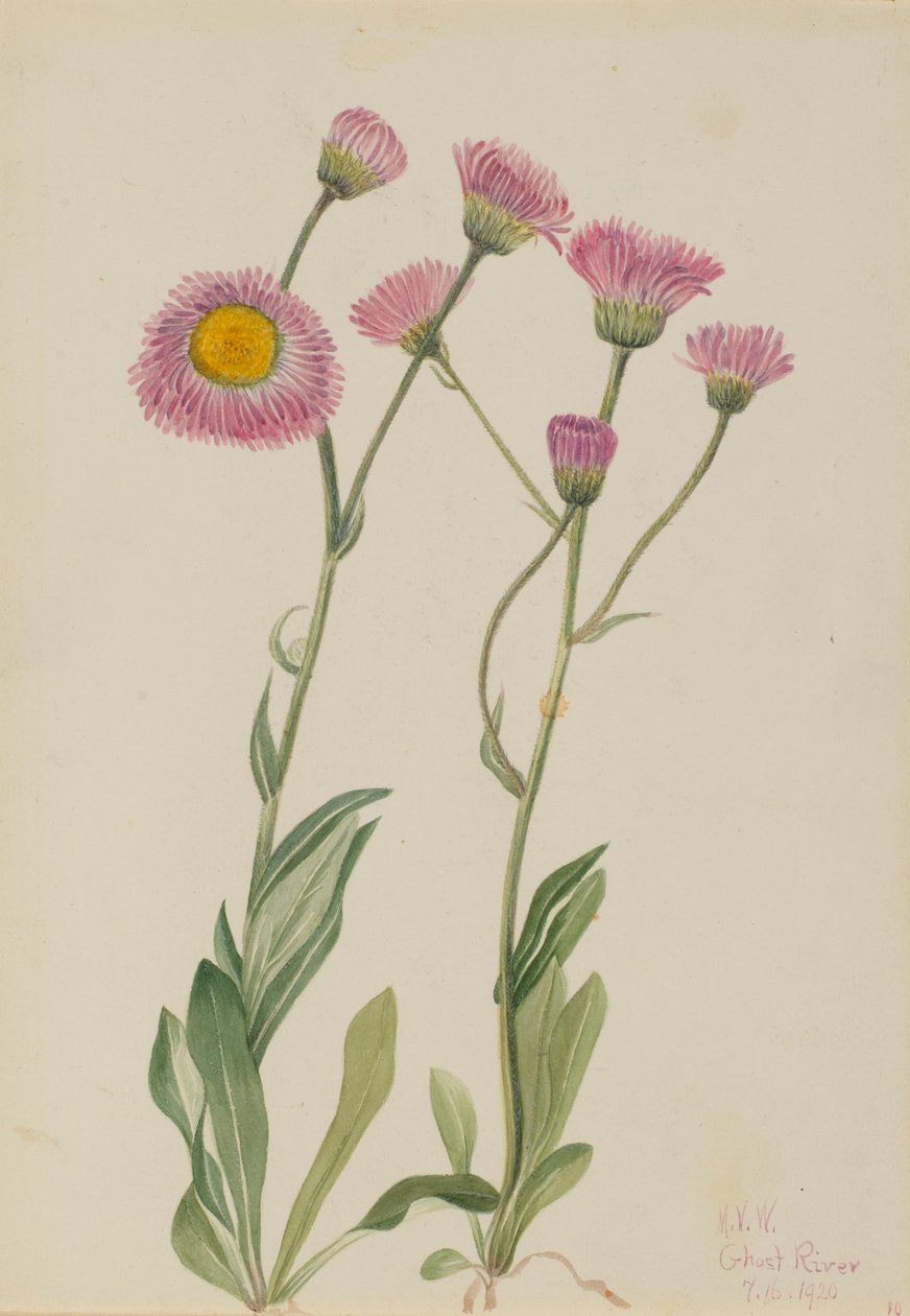 Niittykirppu (Erigeron speciosus) tekijältä Mary Vaux Walcott