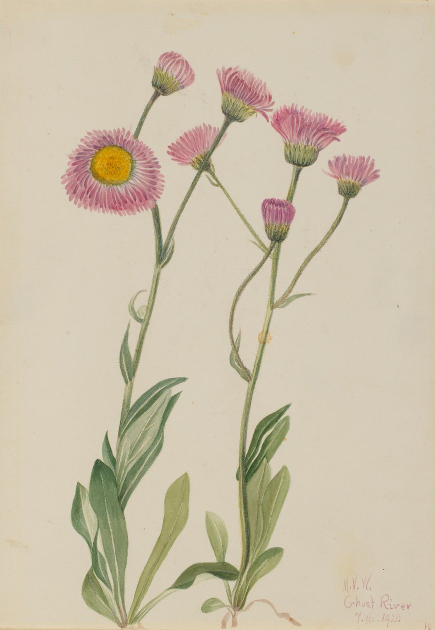 Meadow Fleabane Erigeron speciosus, 1920. tekijältä Mary Vaux Walcott