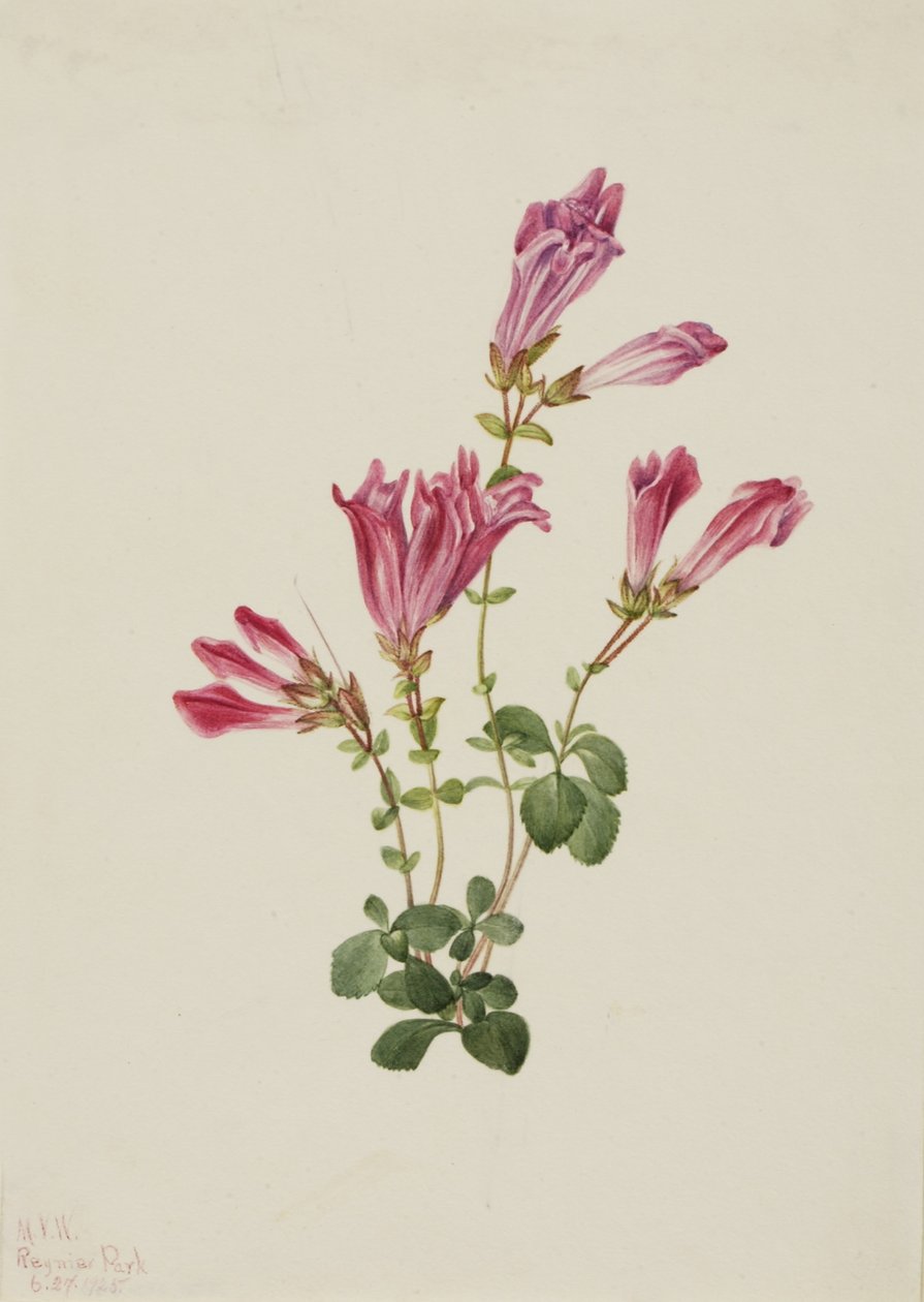 Menzies Pentstemon (Pentstemon menziesii) tekijältä Mary Vaux Walcott