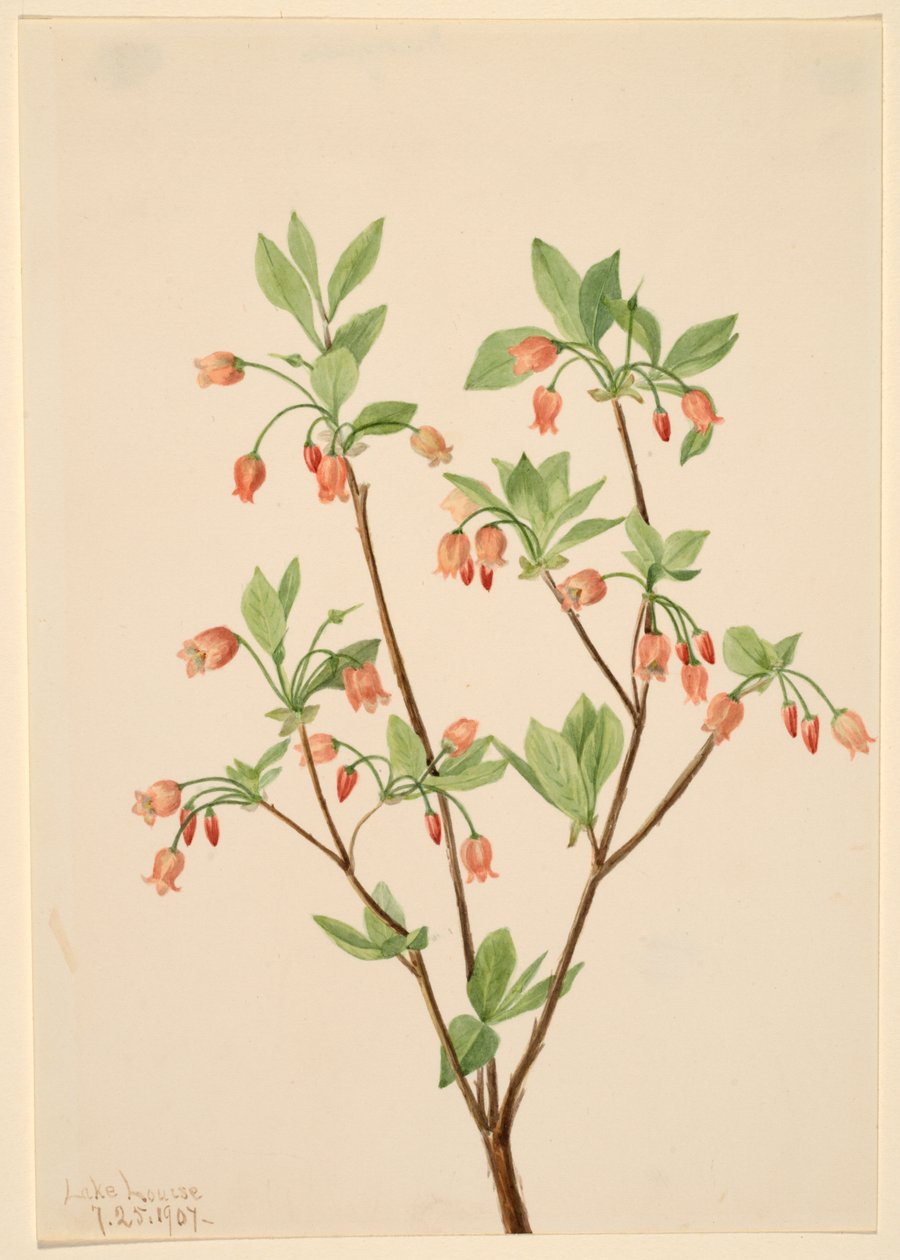 Menziesea (Menziesea glabella) tekijältä Mary Vaux Walcott