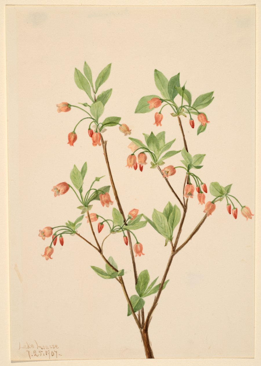 Menziesea Menziesea glabella, 1907. tekijältä Mary Vaux Walcott