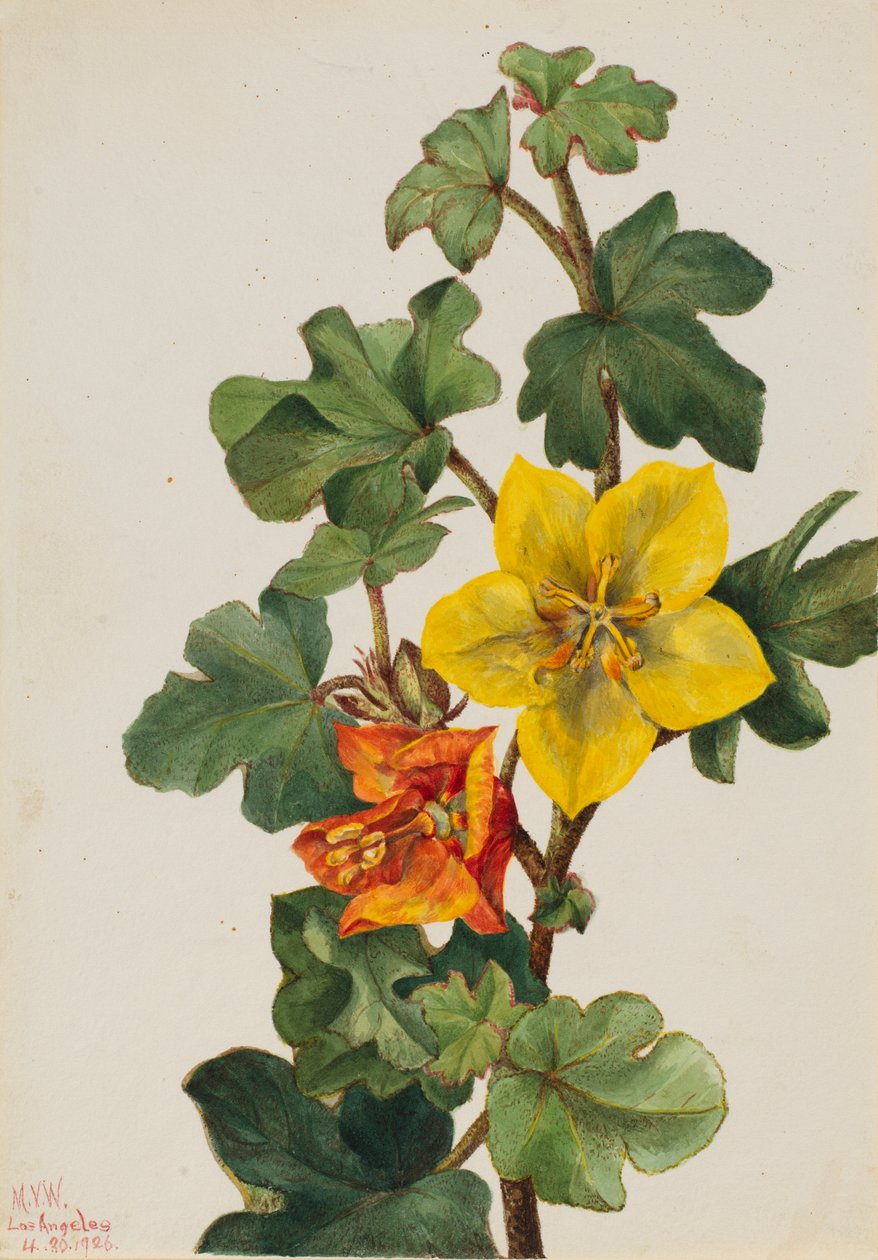 Meksikolainen Fremontia (Fremontodendron mexicanum) tekijältä Mary Vaux Walcott