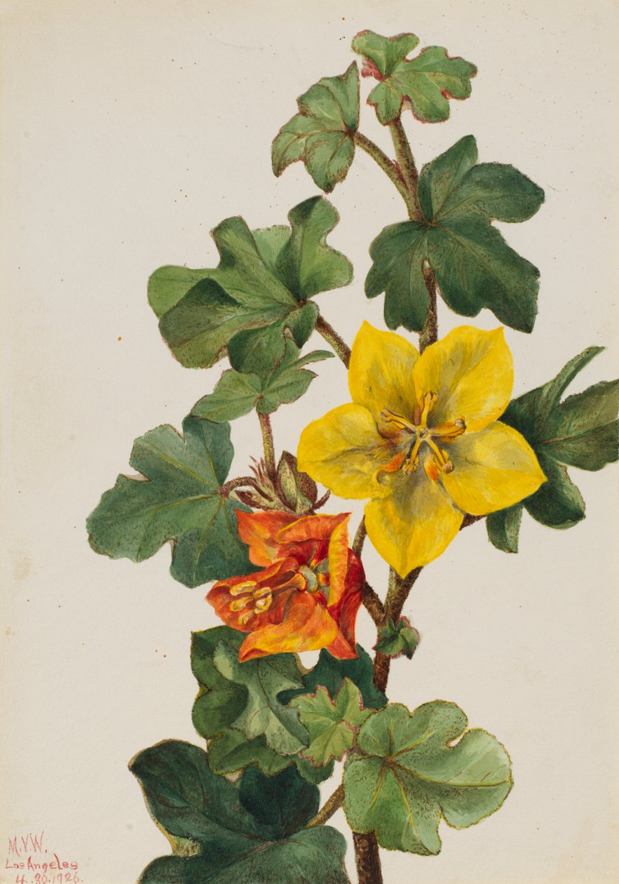 Meksikolainen Fremontia Fremontodendron mexicanum, 1926. tekijältä Mary Vaux Walcott