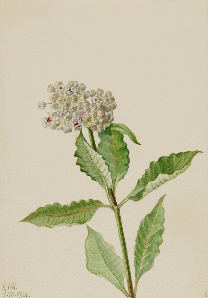 Maitohorsma (Ascelpias) tekijältä Mary Vaux Walcott