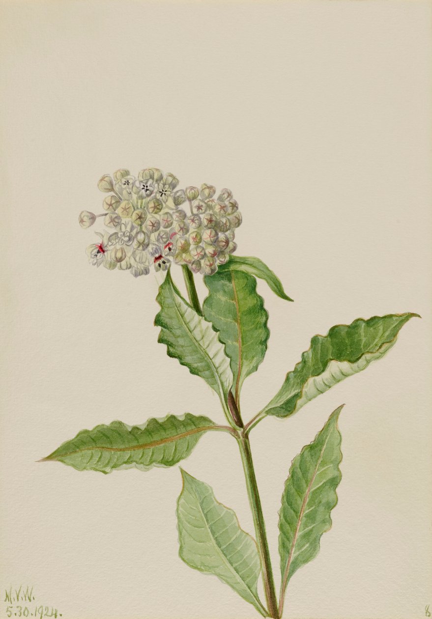 Maitolevä Asklepias, 1924. tekijältä Mary Vaux Walcott