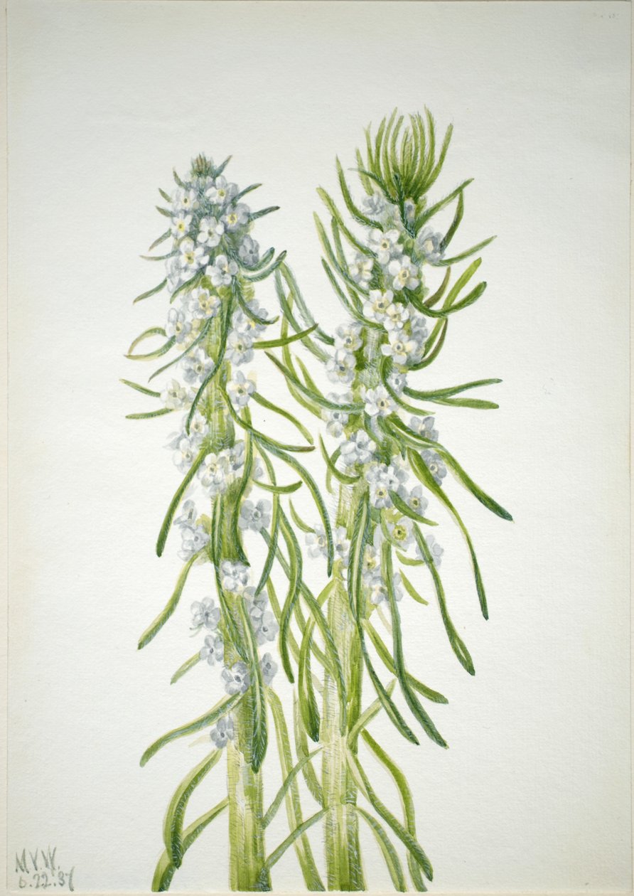 Kaivosmiehen kynttilä (Oreocarya virgata) tekijältä Mary Vaux Walcott