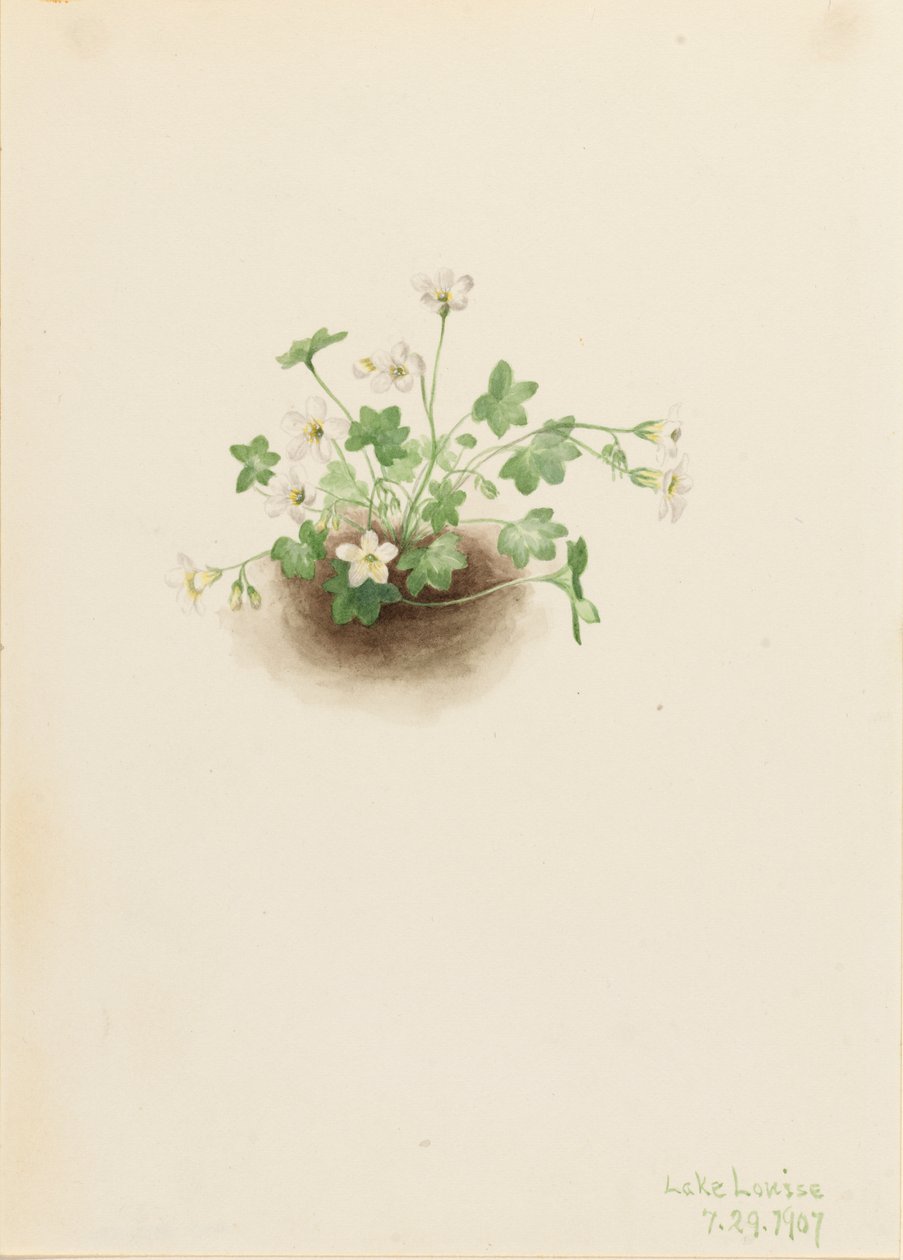 Sumuneito Romanzoffia sitchensis, 1907. tekijältä Mary Vaux Walcott