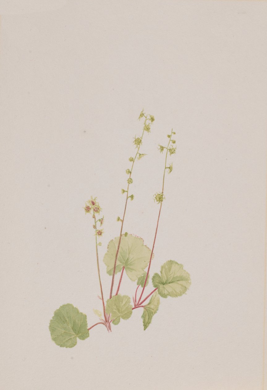 Alaston mittella, n. 1900-1920. tekijältä Mary Vaux Walcott