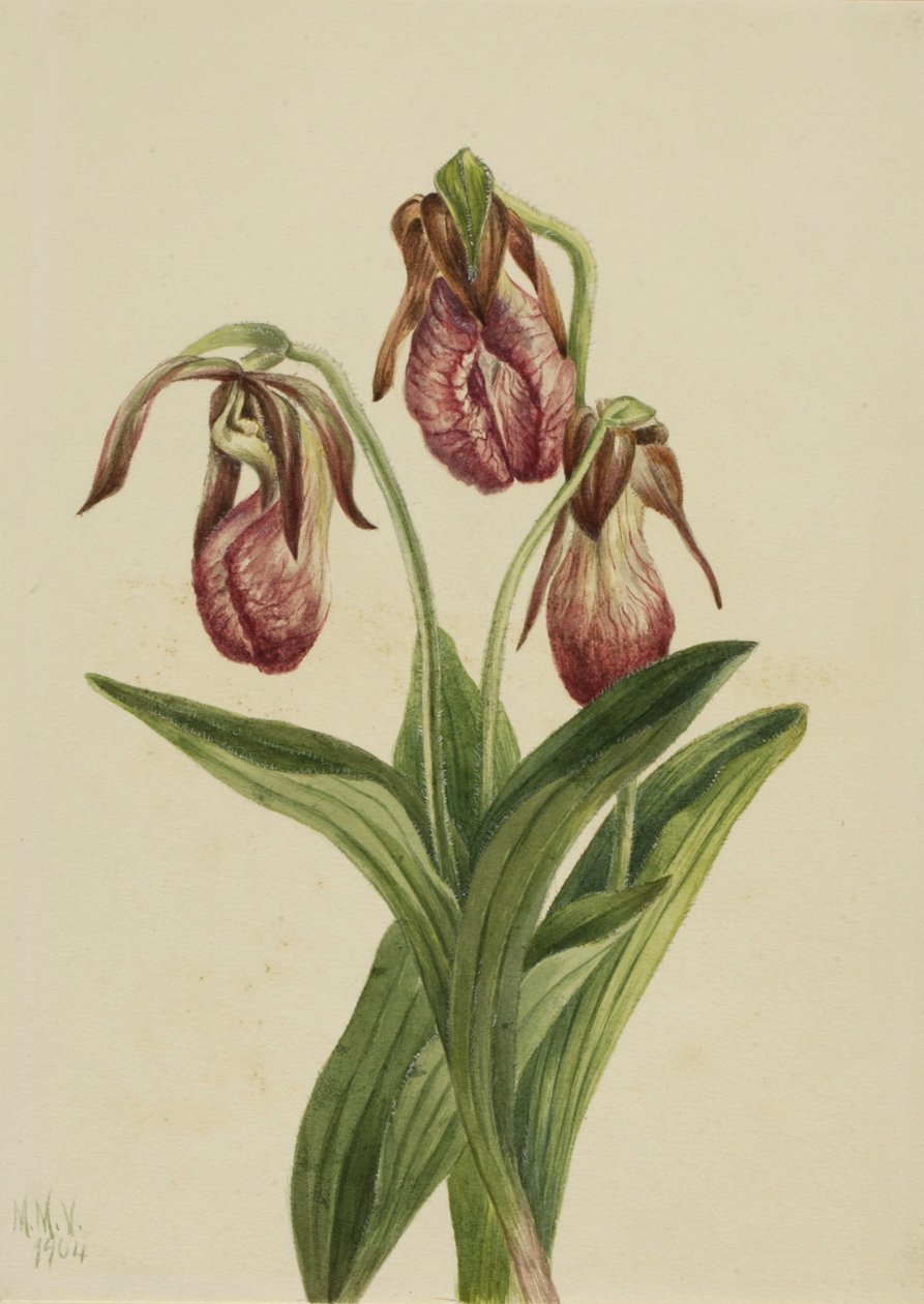 Mokkasin kukka (Cypripedium acaule) tekijältä Mary Vaux Walcott