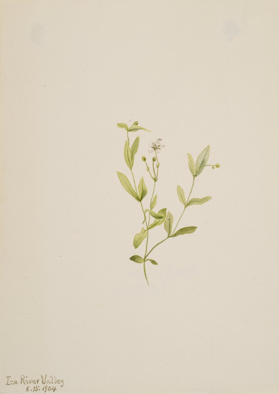 Moehringia laberiflora, 1904. tekijältä Mary Vaux Walcott